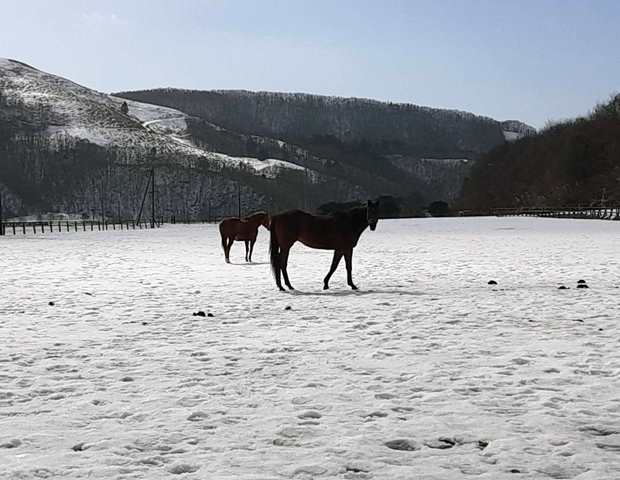 雪解けの放牧地